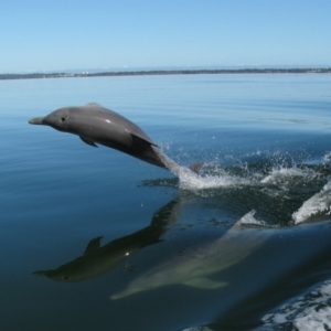 Tursiops truncatus at Falcon, WA - 26 Jul 2012