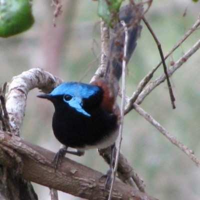 Malurus elegans (Red-winged Fairywren) at Denmark, WA - 28 Aug 2010 by MB