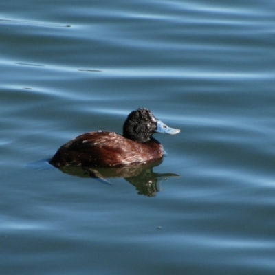 Oxyura australis (Blue-billed Duck) at Wembley, WA - 23 Aug 2010 by MB