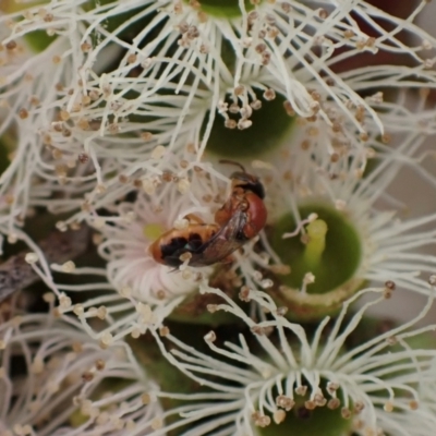 Pachyprosopis (Pachyprosopula) kellyi at Murrumbateman, NSW - 4 Feb 2024 by SimoneC