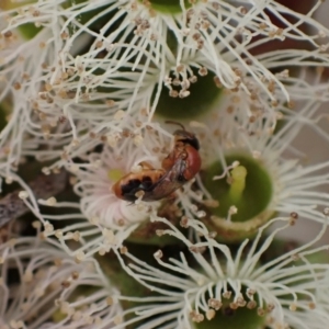 Pachyprosopis (Pachyprosopula) kellyi at Murrumbateman, NSW - 4 Feb 2024