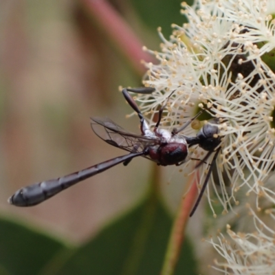 Pseudofoenus sp. (genus) (Unidentified bee-parasite wasp, burrowing bee parasite wasp) at Murrumbateman, NSW - 4 Feb 2024 by SimoneC