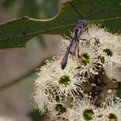 Pseudofoenus sp. (genus) at Murrumbateman, NSW - 4 Feb 2024