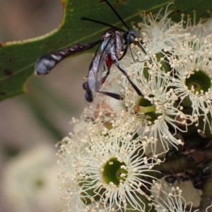 Pseudofoenus sp. (genus) at Murrumbateman, NSW - 4 Feb 2024