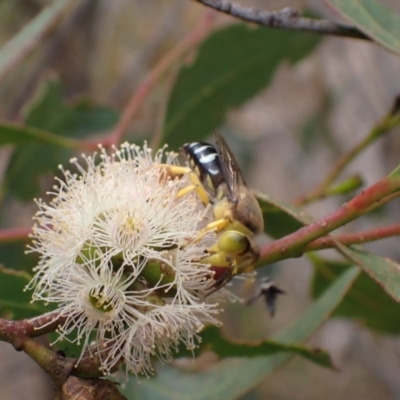 Bembix sp. (genus) (Unidentified Bembix sand wasp) at Murrumbateman, NSW - 4 Feb 2024 by SimoneC