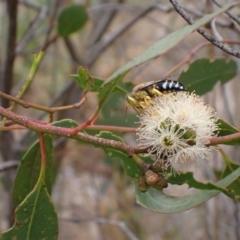 Bembix sp. (genus) at Murrumbateman, NSW - 4 Feb 2024