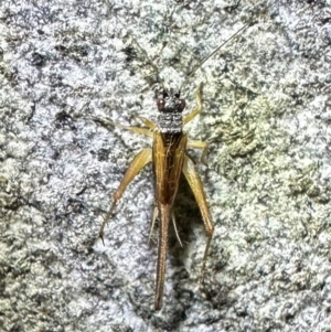 Trigonidium vittaticollis at Campbell, ACT - 4 Feb 2024 09:05 PM