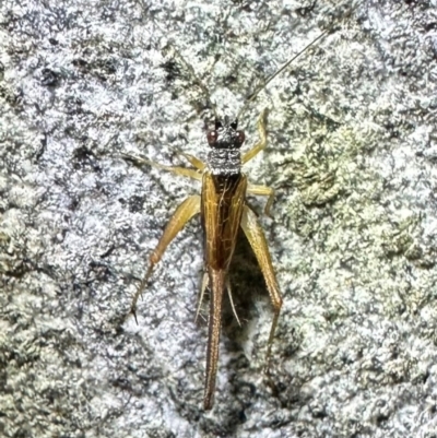Trigonidium vittaticollis (A sword-tail cricket) at Campbell, ACT - 4 Feb 2024 by Pirom
