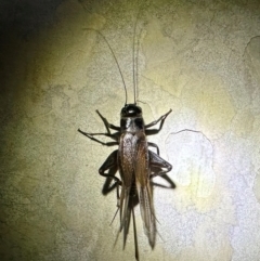 Teleogryllus commodus (Black Field Cricket) at Reid, ACT - 4 Feb 2024 by Pirom