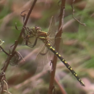 Synthemis eustalacta at Mount Taylor - 4 Feb 2024 11:52 AM