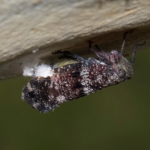 Platybrachys decemmacula at Russell, ACT - 17 Jan 2024