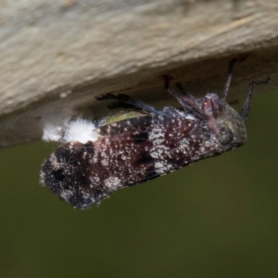 Platybrachys decemmacula (Green-faced gum hopper) at Russell, ACT - 17 Jan 2024 by AlisonMilton