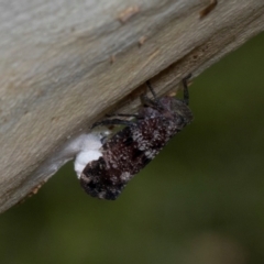 Platybrachys decemmacula at Russell, ACT - 17 Jan 2024