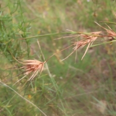 Themeda triandra (Kangaroo Grass) at Mount Taylor - 4 Feb 2024 by MatthewFrawley