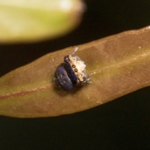 Simaethula sp. (genus) at Russell, ACT - 17 Jan 2024 10:28 AM