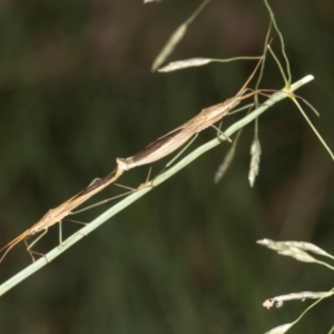 Mutusca brevicornis at Russell, ACT - 17 Jan 2024