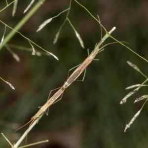 Mutusca brevicornis at Russell, ACT - 17 Jan 2024