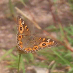 Junonia villida at Mount Taylor - 4 Feb 2024