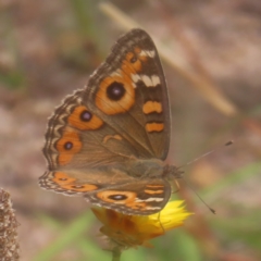 Junonia villida at Mount Taylor - 4 Feb 2024 11:59 AM