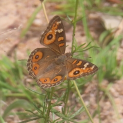 Junonia villida at Mount Taylor - 4 Feb 2024