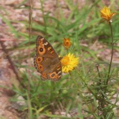 Junonia villida at Mount Taylor - 4 Feb 2024