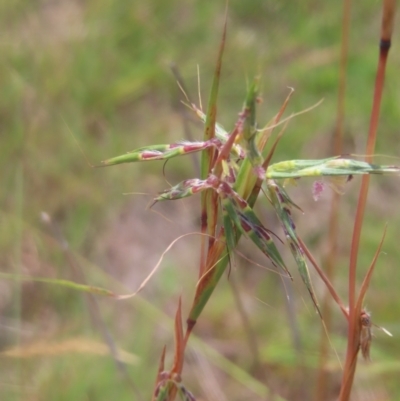 Cymbopogon refractus (Barbed-wire Grass) at Mount Taylor - 4 Feb 2024 by MatthewFrawley