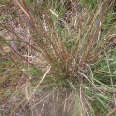 Cymbopogon refractus at Mount Taylor - 4 Feb 2024