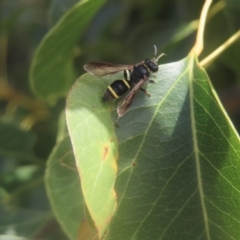 Unidentified Potter wasp (Vespidae, Eumeninae) at Mount Taylor - 4 Feb 2024 by MatthewFrawley