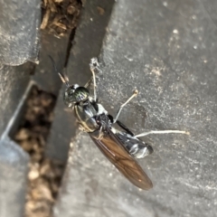 Stratiomyidae (family) at Flea Bog Flat to Emu Creek Corridor - 4 Feb 2024 by JohnGiacon