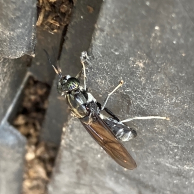 Stratiomyidae (family) (Soldier fly) - 4 Feb 2024 by JohnGiacon