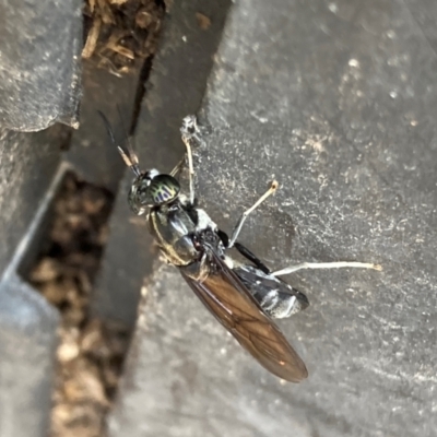 Stratiomyidae (family) at Belconnen, ACT - 4 Feb 2024 by JohnGiacon