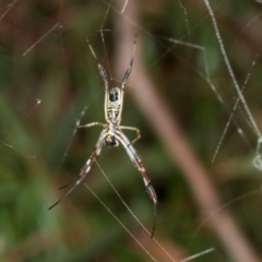 Trichonephila edulis (Golden orb weaver) at Russell, ACT - 16 Jan 2024 by AlisonMilton