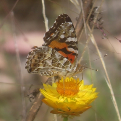 Vanessa kershawi (Australian Painted Lady) at Mount Taylor - 4 Feb 2024 by MatthewFrawley