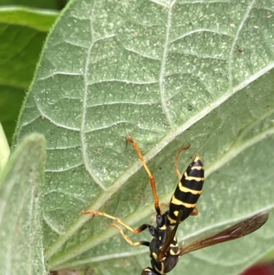 Polistes (Polistes) chinensis (Asian paper wasp) at Flea Bog Flat to Emu Creek Corridor - 4 Feb 2024 by JohnGiacon