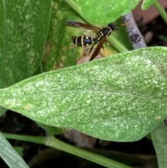 Polistes (Polistes) chinensis at Emu Creek Belconnen (ECB) - 4 Feb 2024