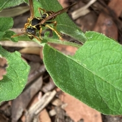 Polistes (Polistes) chinensis at Emu Creek Belconnen (ECB) - 4 Feb 2024