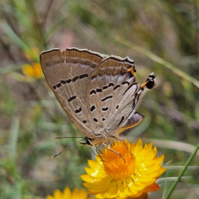 Jalmenus ictinus (Stencilled Hairstreak) at Kambah, ACT - 4 Feb 2024 by MatthewFrawley