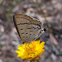 Jalmenus ictinus at Mount Taylor - 4 Feb 2024 12:39 PM