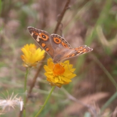 Junonia villida (Meadow Argus) at Mount Taylor - 4 Feb 2024 by MatthewFrawley