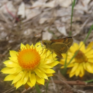 Ocybadistes walkeri at Mount Taylor - 4 Feb 2024 12:30 PM