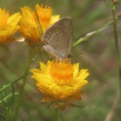 Zizina otis (Common Grass-Blue) at Kambah, ACT - 4 Feb 2024 by MatthewFrawley