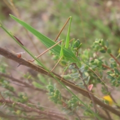 Polichne parvicauda (Short-tailed Polichne) at Mount Taylor - 4 Feb 2024 by MatthewFrawley