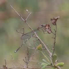 Austrolestes leda (Wandering Ringtail) at Mount Taylor - 4 Feb 2024 by MatthewFrawley