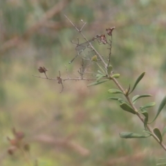 Austrolestes leda at Mount Taylor - 4 Feb 2024 12:48 PM