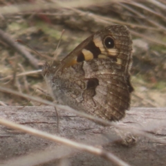 Geitoneura klugii (Marbled Xenica) at Kambah, ACT - 4 Feb 2024 by MatthewFrawley