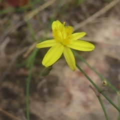 Tricoryne elatior (Yellow Rush Lily) at Kambah, ACT - 4 Feb 2024 by MatthewFrawley