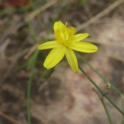 Tricoryne elatior (Yellow Rush Lily) at Mount Taylor - 4 Feb 2024 by MatthewFrawley