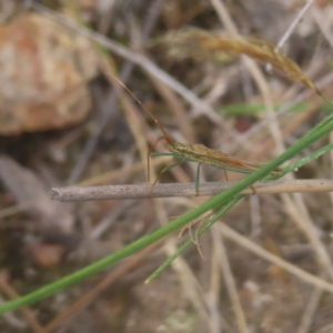 Mutusca brevicornis at Mount Taylor - 4 Feb 2024