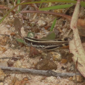 Macrotona australis at Mount Taylor - 4 Feb 2024