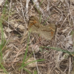 Junonia villida (Meadow Argus) at Kambah, ACT - 4 Feb 2024 by MatthewFrawley